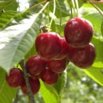 Cherry Bing