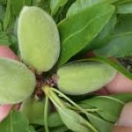 Ferrania almonds