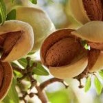 Almonds Texas