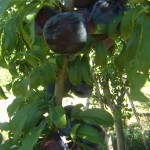 Plums Black Diamond