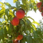 Праскови Глоухейвън