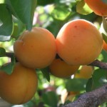 Hungarian apricots