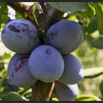 Plums Chachan beauty