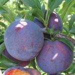 Blue Apricot Standesto