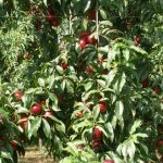 Nectarine Big Top