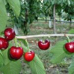 Cherry Canada Giant