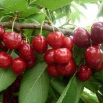 Cherry Lapins