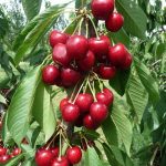 Cherry Skiina