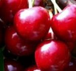 Cherry Summit