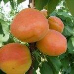 Кайсия Фаралия