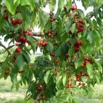 Череша Ърли Лори